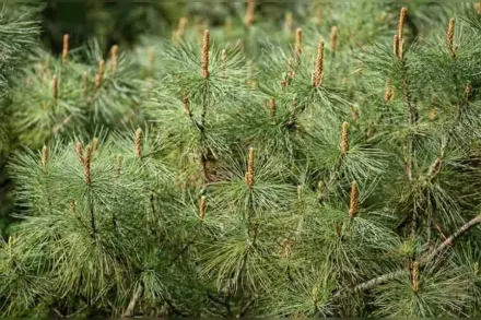 Кедровий сланець / Pinus pumila
