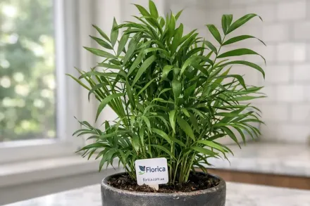 Хамедорея елеганс / Chamaedorea elegans