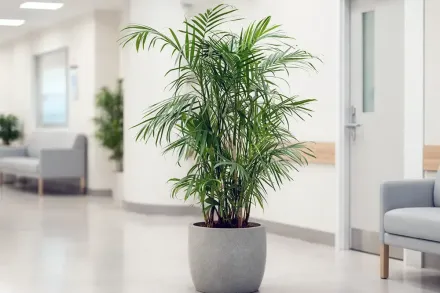 Хамедорея Зейфріца / Chamaedorea seifrizii