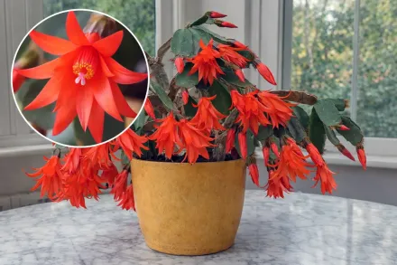 Rhipsalidopsis gaertneri / Хатіора Гертнера