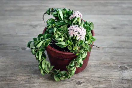 Хойя компакта / Hoya compacta