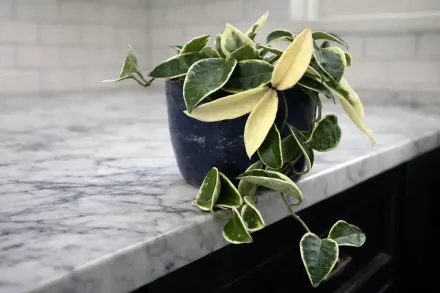 Хойя мясиста Крімсон Квін / Hoya carnosa Krimson Queen