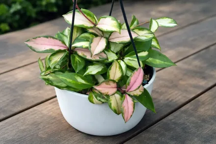 Хойя мясиста Крімсон Принцес / Hoya carnosa Krimson Princess