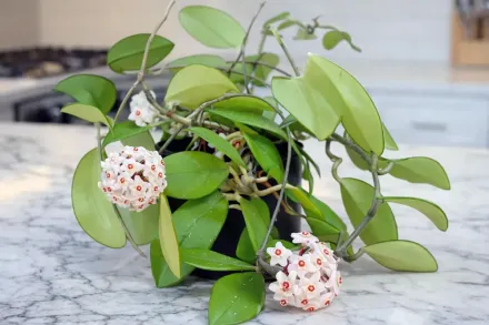 Хойя мясиста / Hoya carnosa