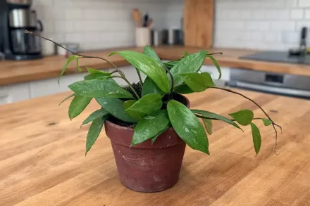 Хойя пубікалікс / Hoya pubicalyx