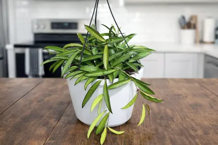 Хойя Вайеті / Hoya wayetii