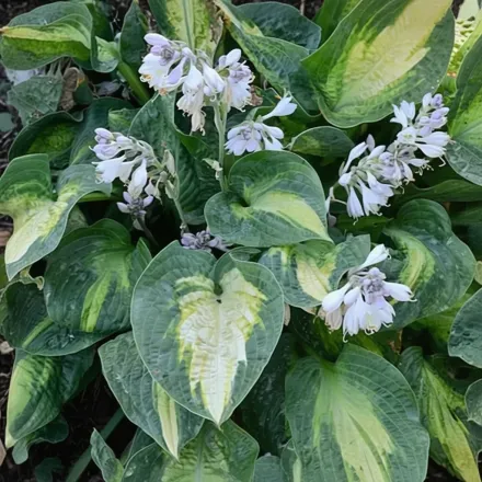 Хоста Аллігатор Еллі / Hosta Alligator Alley