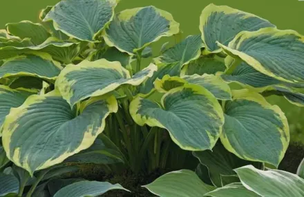 Хоста Американ Хейло / Hosta American Halo