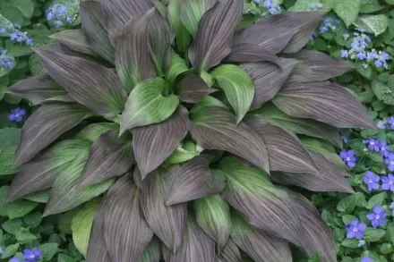 Хоста Бладлайн / Hosta Bloodline