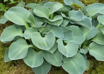 Хоста Блу Маус Ірс / Hosta Blue Mouse Ears