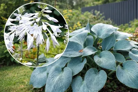 Хоста Буллетпруф / Hosta Bulletproof