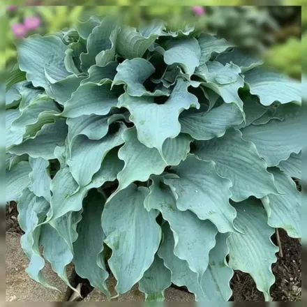 Хоста Денсінг віз Дрегонс / Hosta Dancing with Dragons