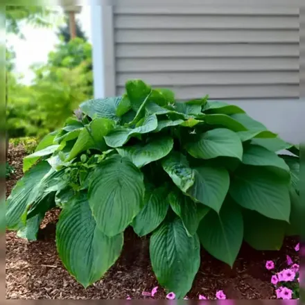 Хоста Емпрес Ву / Hosta Empress Wu