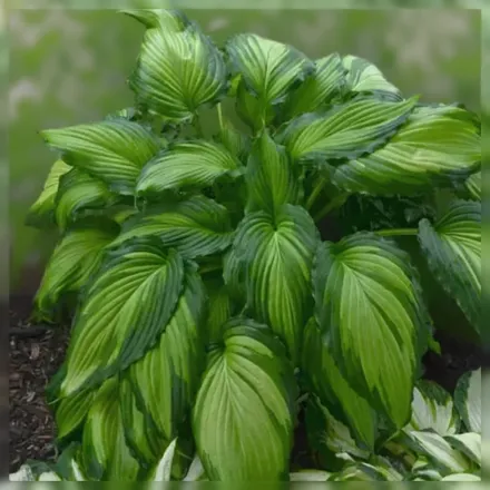 Хоста Енджел Фолс / Hosta Angel Falls