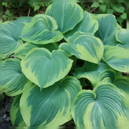 Хоста Ерс Енджел / Hosta Earth Angel