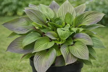 First Blush Hosta / Хоста Фірст Блаш