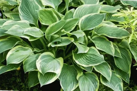 Хоста Форчуна золотистооблямована / Hosta fortunei var. aureomarginata