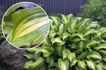 Хоста Гейша / Hosta Geisha