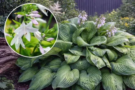 Хоста Гуакамоле / Hosta Guacamole