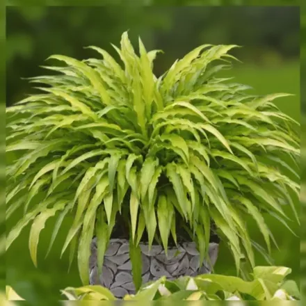 Хоста Керлі Фрайз / Hosta Curly Fries