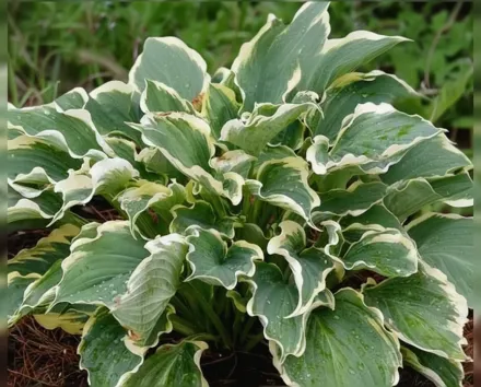 Хоста Хоуп Спрінгс Етернал / Hosta Hope Springs Eternal