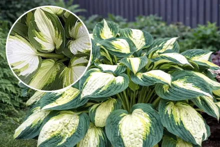 Хоста Колор Фестиваль / Hosta Color Festival