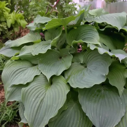 Хоста Комодо Драгон / Hosta Komodo Dragon