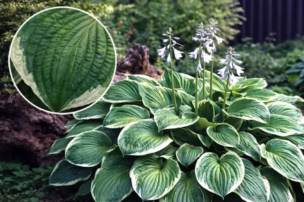 Хоста Крістмас Трі / Hosta Christmas Tree