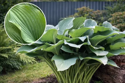 Хоста Кросса Регал / Hosta Krossa Regal