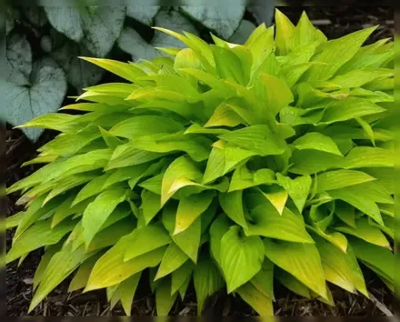 Хоста Манчкін Фаєр / Hosta Munchkin Fire