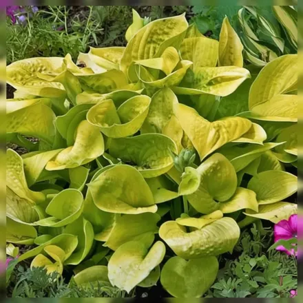 Хоста Мауї Баттеркапс / Hosta Maui Buttercups