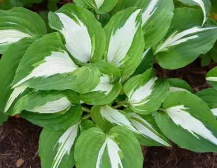 Хоста Найт бефо Крістмас / Hosta Night before Christmas