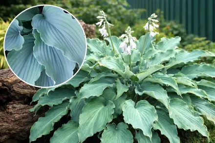 Хоста Нептун / Hosta Neptune