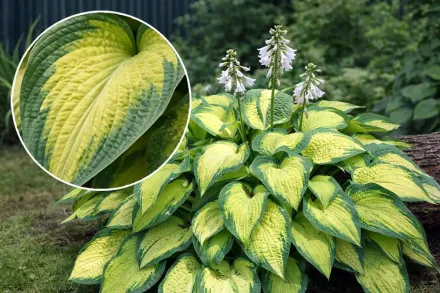 Хоста Оранж Мармелад / Hosta Orange Marmalade