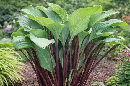 Red October Hosta / Хоста Ред Октобер