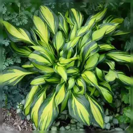 Хоста Рейнбовс Енд / Hosta Rainbows End