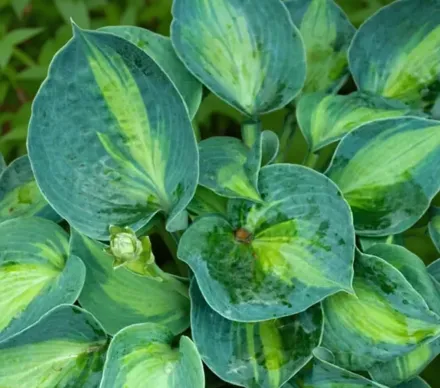 Хоста Ріно Хайд / Hosta Rhino Hide