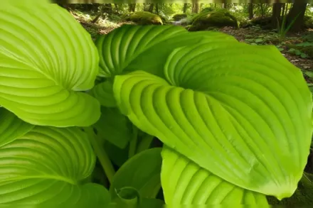 Хоста Сам енд Сабстанс / Hosta Sum and Substance