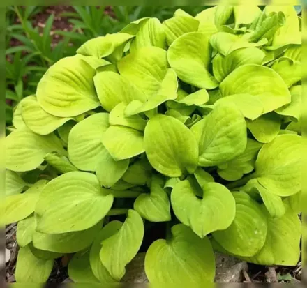 Хоста Сан Маус / Hosta Sun Mouse