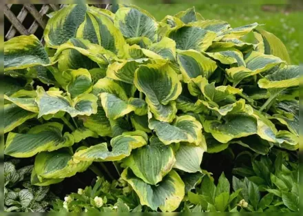 Хоста Седюсер / Hosta Seducer