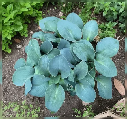 Хоста Сілвер Буллет / Hosta Silver Bullet