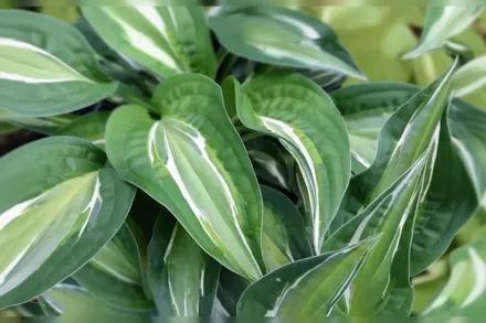 Хоста Снейк Айс / Hosta Snake Eyes