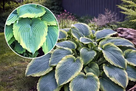 Хоста Спартакус / Hosta Spartacus