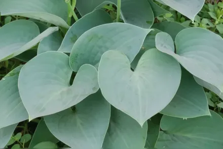 Хоста Тардіана Блу Мун / Hosta Blue Moon