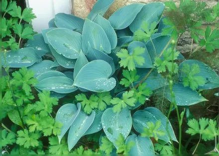 Хоста Тардіана Халціон / Hosta Halcyon