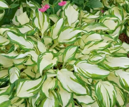 Хоста ундулята / Hosta undulata var. undulata