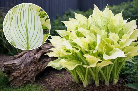 Хоста Вайт Фезер / Hosta White Feather