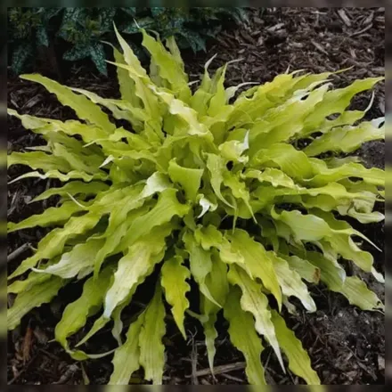 Хоста Вігглс енд Сквіглс / Hosta Wiggles and Squiggles