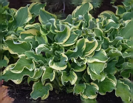 Хоста Віі! / Hosta Wheee!