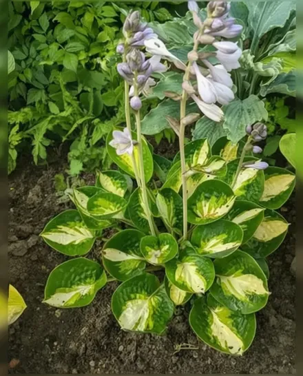 Хоста Ворвік Комет / Hosta Warwick Comet